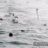 Лебеди на море