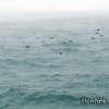 Птицы над чёрным морем