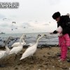 Лебеди на пляже